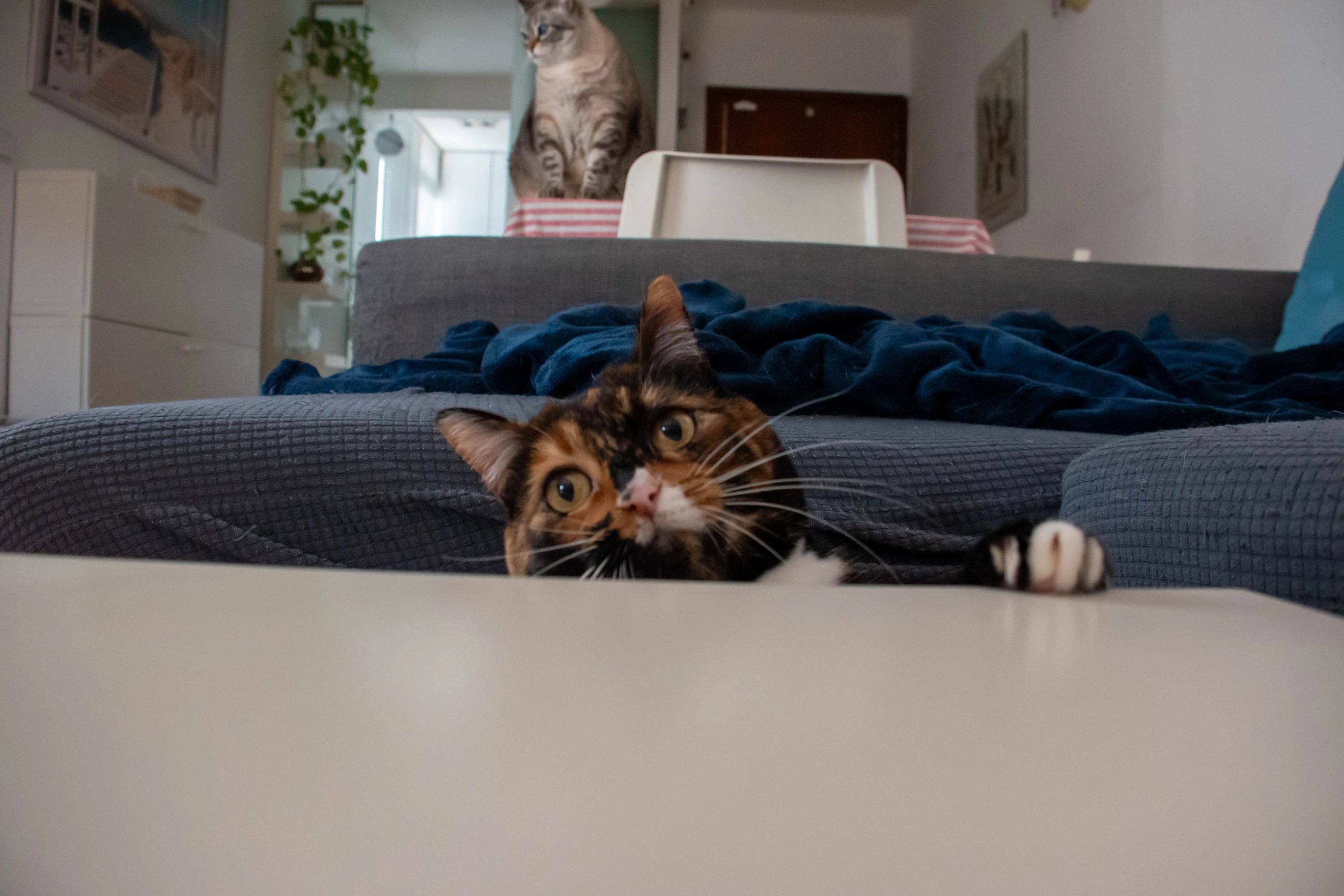 Pet resting peacefully at home