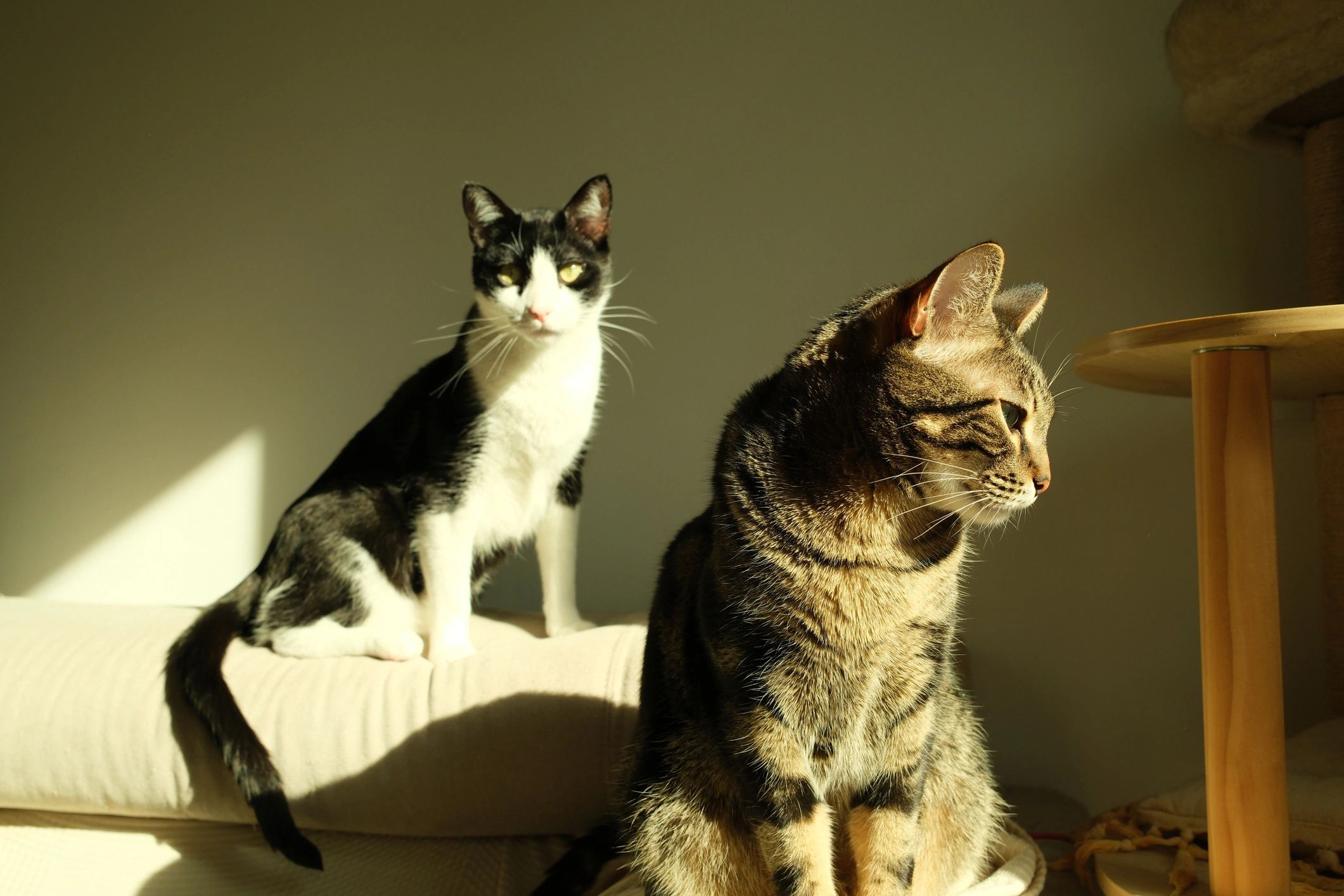 Two cats relaxing together on a sofa