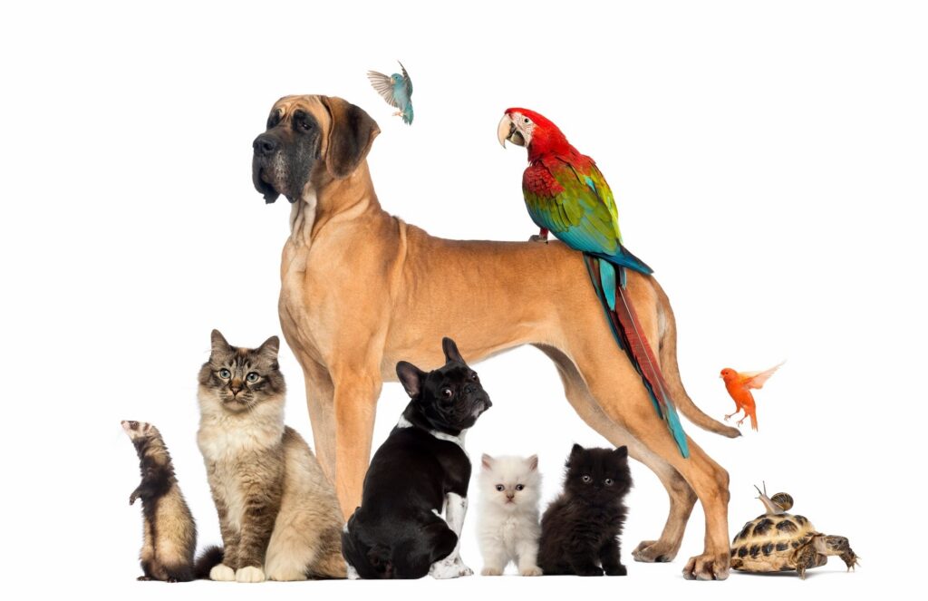 A diverse group of dogs and cats sitting together in a row against a white background, representing various beloved animal companions.